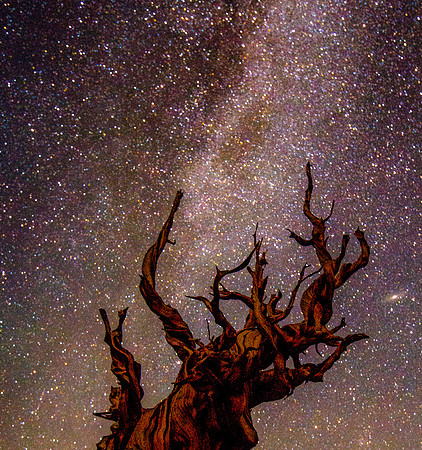 Ancient Bristlecone Pine embraces the Milky Way later the same evening
