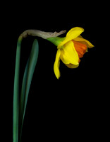 Signs of spring.  This jonquil is still opening.