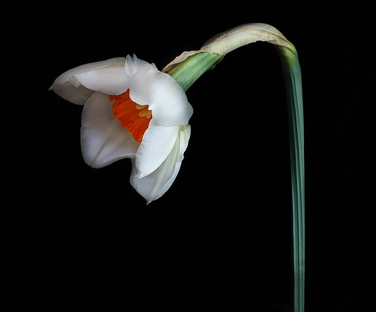 Another early blooming jonquil from my yard.