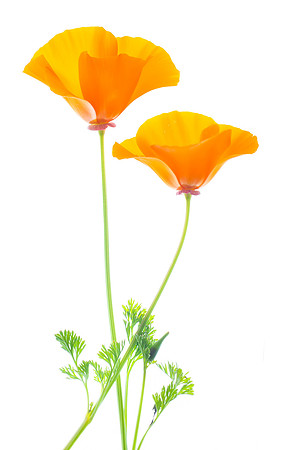 A very cheerful pair of California Poppies