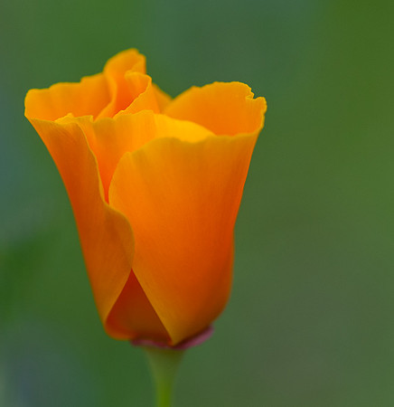 California Poppy