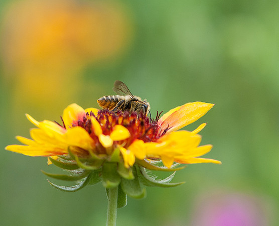 Eastern Sierra Honeybee gathering pollen.
