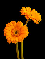 Yellow Gerbera Daisies