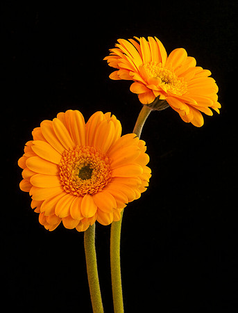 Yellow Gerbera Daisies
