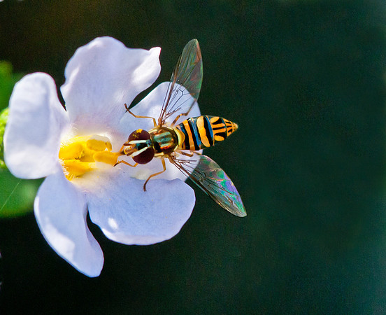 Hoverfly gathering pollen from Bacopa flower