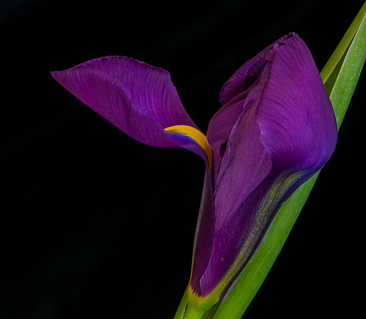 Purple Iris
