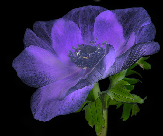 This is an example of using LAB color; A little surreal, but fun.