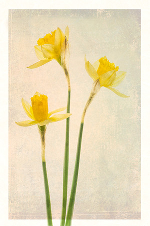 Jonquils
