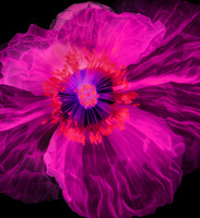 Poppy with black background