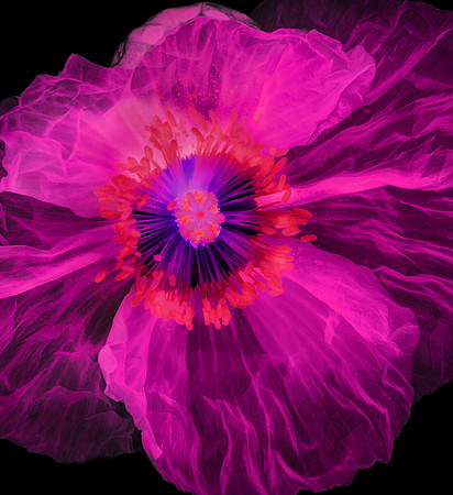 Poppy with black background