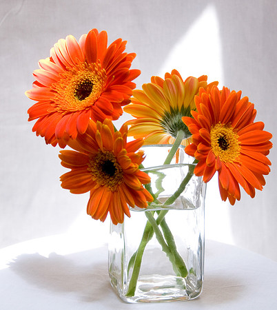 Gerbera Daisies in light