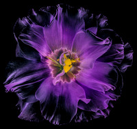 Purple Flower Power