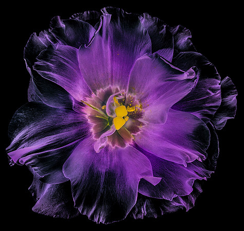 Purple Flower Power