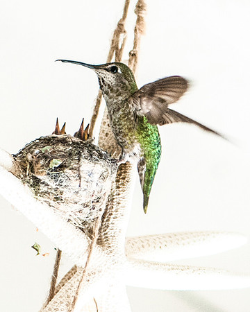 Sequence of Anna's hummingbird feeding chicks 1