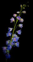 Delphinium on black