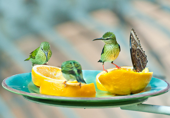 Red-legged Honey Creepers, or, Your orange is better than mine!