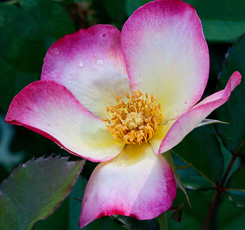 Old Rose